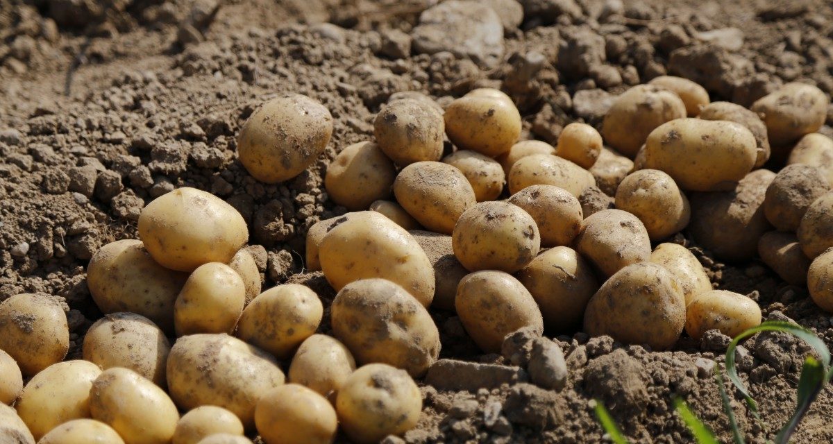 POZIV poljoprivrednim proizvođačima krumpira na stručni skup